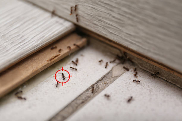 Best Best Pest Control Companies  in Elwood, NY