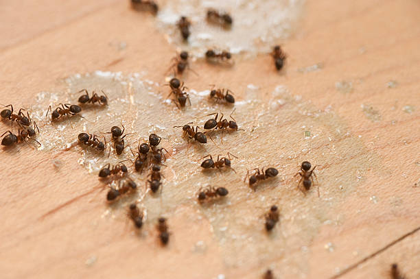 Best Flea Control Services  in Elwood, NY